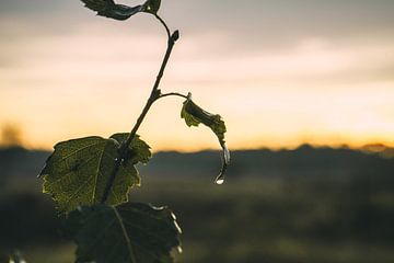 Pflanzen Sonnenuntergang Naturschutzgebiet Maashorst Uden Makrofotografie von Marc van den Elzen