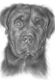 Rottweiler male dog with a focused gaze by Adriana Müller