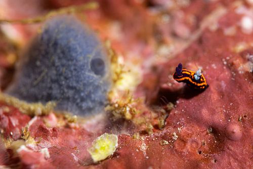 Sea snail @ Komodo, Indonesia