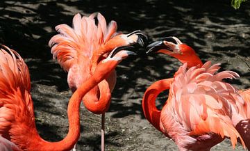 Squabbling American Flamingos sur Ger Bosma