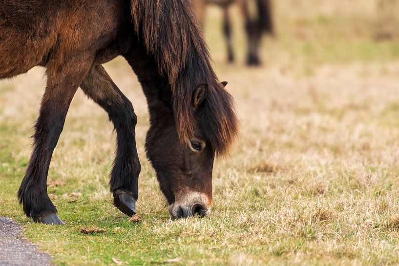 Exmoor pony by Merijn Loch