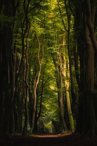 Photographie de la forêt "la route du géant
