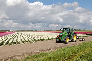 Traktor vor einem Tulpenfeld