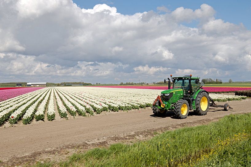 Tracteur devant un champ de tulipes par W J Kok