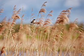 Reed bunting in the reeds by Hans van Oort