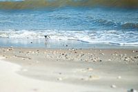 Little Sandpiper on the beach