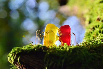Mein Gummibär - ich hab dich lieb