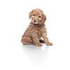 chiot labradoodle sur fond blanc sur Ellen Van Loon