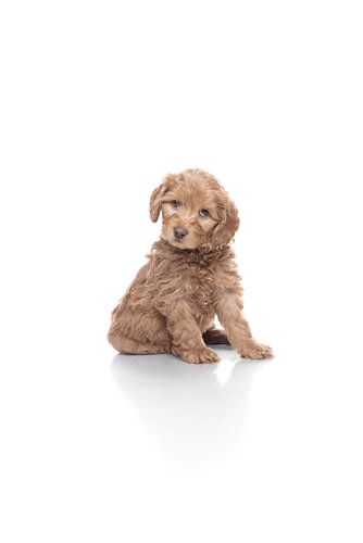 labradoodle puppy op witte achtergrond