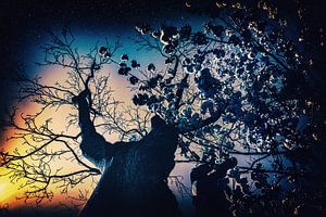 Sternenwander Baum bei Nacht unter den Sternen