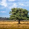 Solitaire boom in een Nederlands heidelandschap van Henk Van Nunen Fotografie