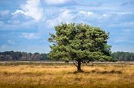 Solitaire boom in een Nederlands heidelandschap van Henk Van Nunen Fotografie thumbnail