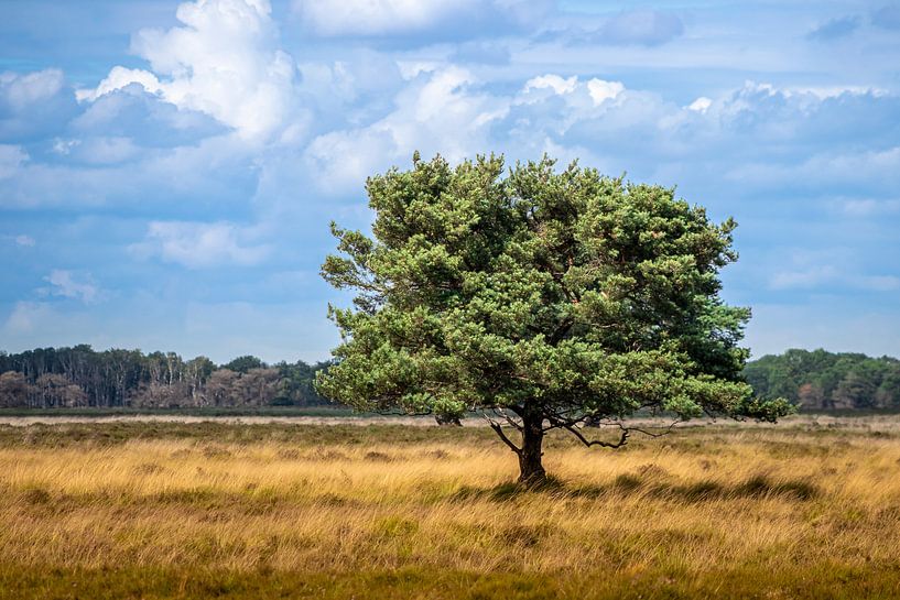 Einsamer Baum in einer niederländischen Moorlandschaft von Henk Van Nunen Fotografie