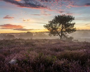 Lever de soleil Maasduinen à De Quin avec brouillard