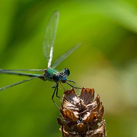 Libelle auf einer verblühten Brunel von Gea van der Veen-Smedeman