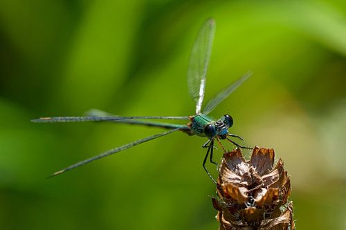 Libellule sur une fleur fanée de Brunel