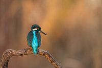 Watching the fish