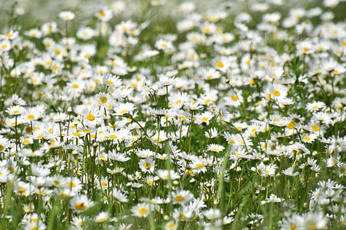 Een bloeiende margrietenveld