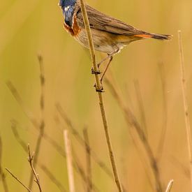 Blauwborst von Maurice Hertog