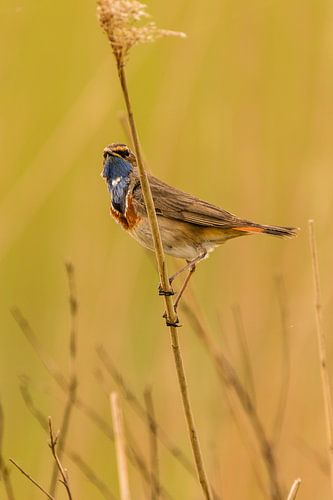 Blauwborst van Maurice Hertog