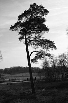 Stummer Zeuge