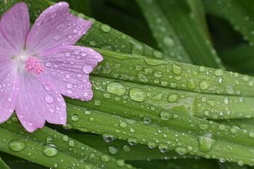 The garden after the rain by Claude Laprise