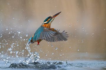 Eisvogel – Nicht immer ein Gewinn von Eisvogel.land - Corné van Oosterhout