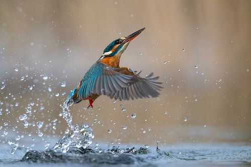 Kingfisher - Not always a prize by Kingfisher.photo - Corné van Oosterhout