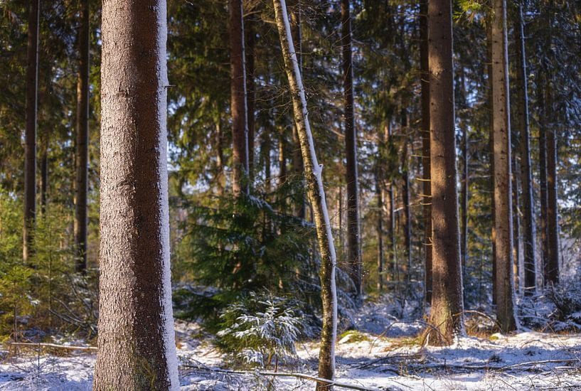 Dwingelderveld - Drenthe (Netherlands) by Marcel Kerdijk