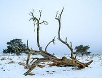 monument van een oude boom in de winterkou
