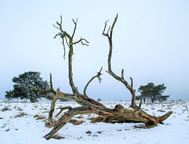 monument of an old tree in the winter cold by Wicher Oort