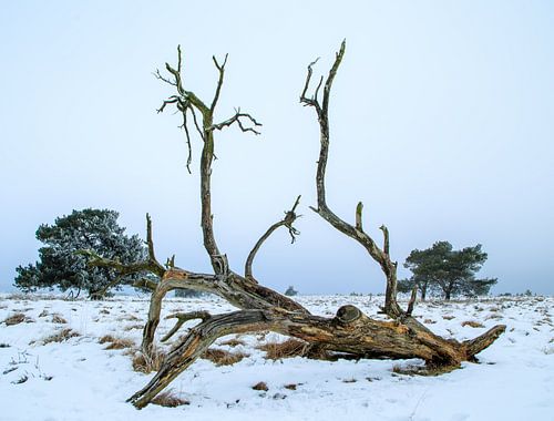 Denkmal eines alten Baumes in der Winterkälte