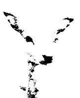 Roe deer