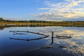 Uferlandschaft Schwenninger Moos mit Totholz - Baden-Württemberg von BlattArt - Christine Horn