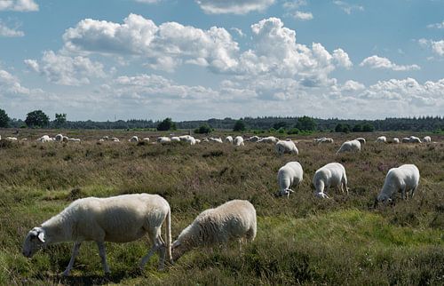 Schaapskudde op de Ginkelse Hei 02