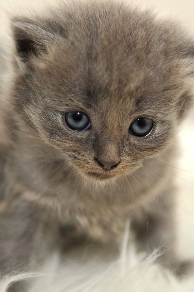 Fluffy I van Annick Cornu