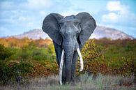 On top of the world - great tusker - olifant van Sharing Wildlife thumbnail