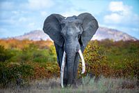 On top of the world - great tusker - elephant