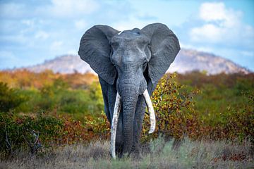 Au sommet du monde - Great tusker - éléphant sur Sharing Wildlife