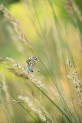 Butterfly (Icarus Blue) by Moetwil en van Dijk - Fotografie landschappen - natuur