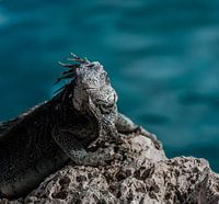 Jurassic life in Curaçao