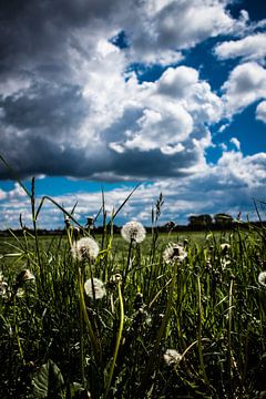 Een veld vol paardenbloemen van Prints by Eef