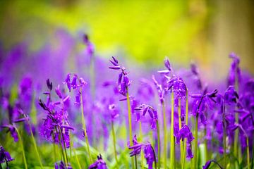 Wilde hyacinten (Hallerbos, België) van Dennis Wardenburg