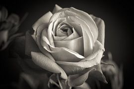 Rose called infinity rose in black and white by Jolanda Aalbers