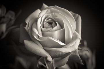 Roos genaamd infinity roos in zwart en wit van Jolanda Aalbers
