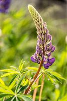 Lupin