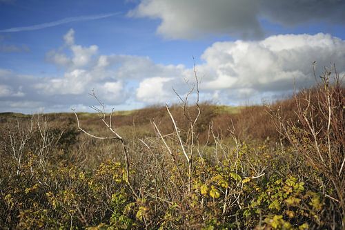 Texel - Nationaal Park Duinen van Texel