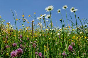 Blumenwiese mit Gänseblümchen, Butterblumen und Klee von Martin Stevens