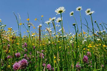 Blumenwiese mit Gänseblümchen, Butterblumen und Klee
