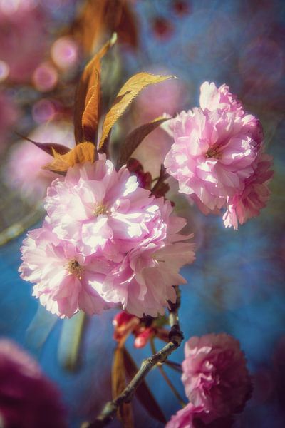 Kirschbaum von Steffen Gierok